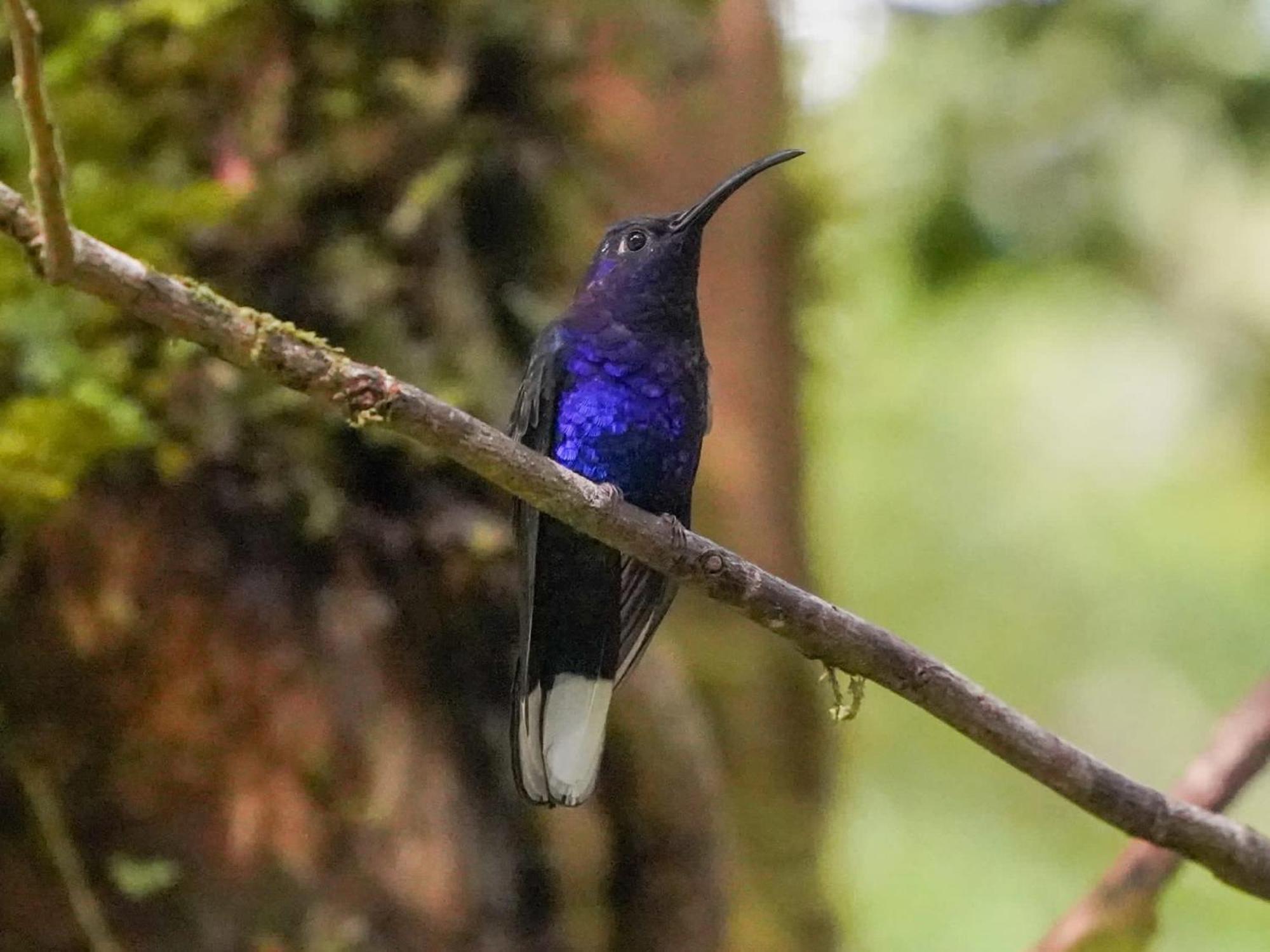 Campo Azul #2 - Monteverde Esterno foto